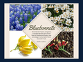 Western Women’s Perfume — Barn & Hive, 50 ml Amber : Bluebonnets